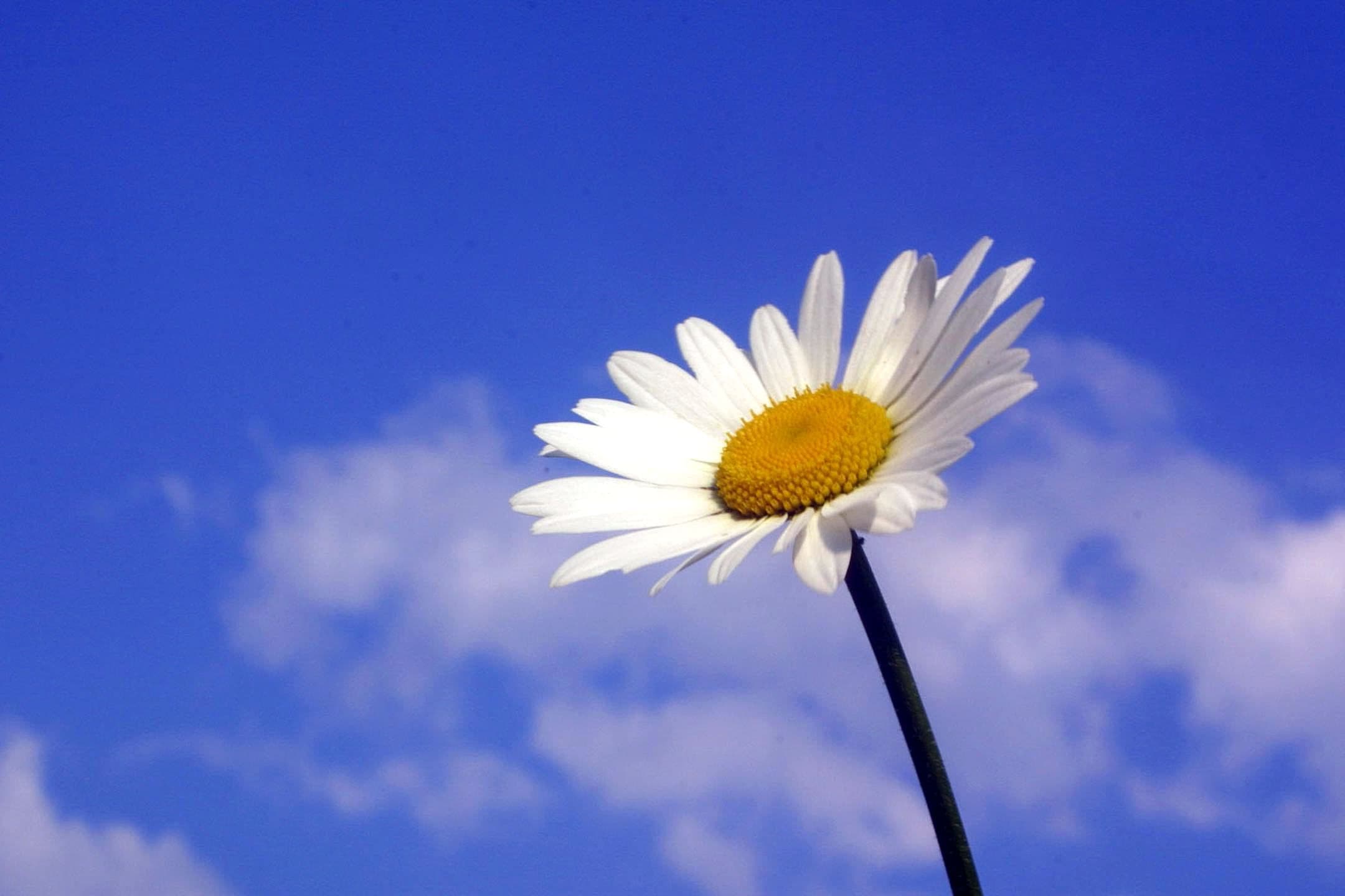 Wax heater and strips